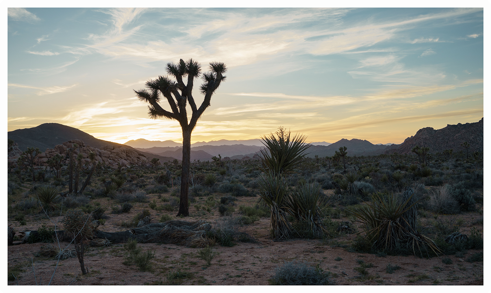 Joshua Tree, CA 2017